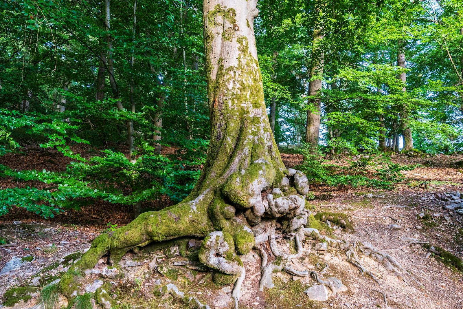 Arbre puissant, image symbolisant l'enracinement et la solidité au cœur de la sophrologie