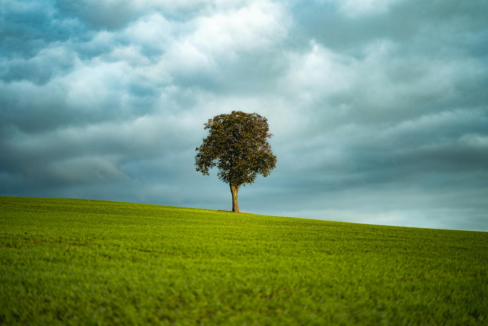 Arbre majestueux symbole d'ancrage et de sérénité en sophrologie