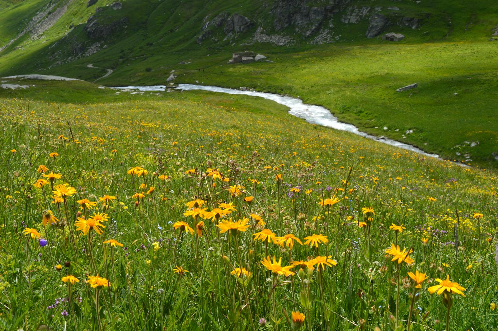 Prairie de fleurs sauvages, sources des élixirs floraux du Dr Bach